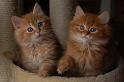 Ramses und Raven